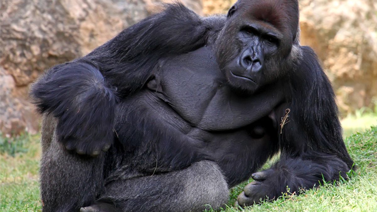 What a gorilla can teach us about fighting sexism | Salon.com