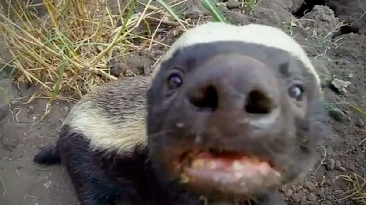 Rehomed Honey Badger Being Released Back Into the Wild Is Too Funny -  PetHelpful News