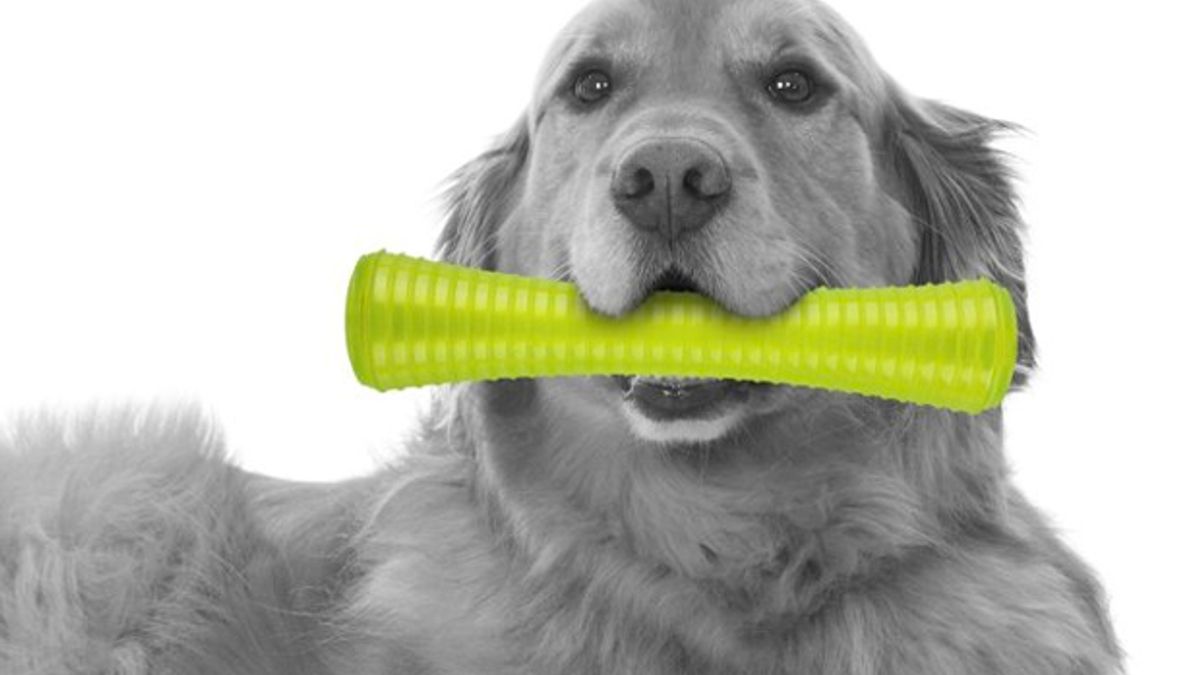 Amazon has started selling sex toys for dogs Salon