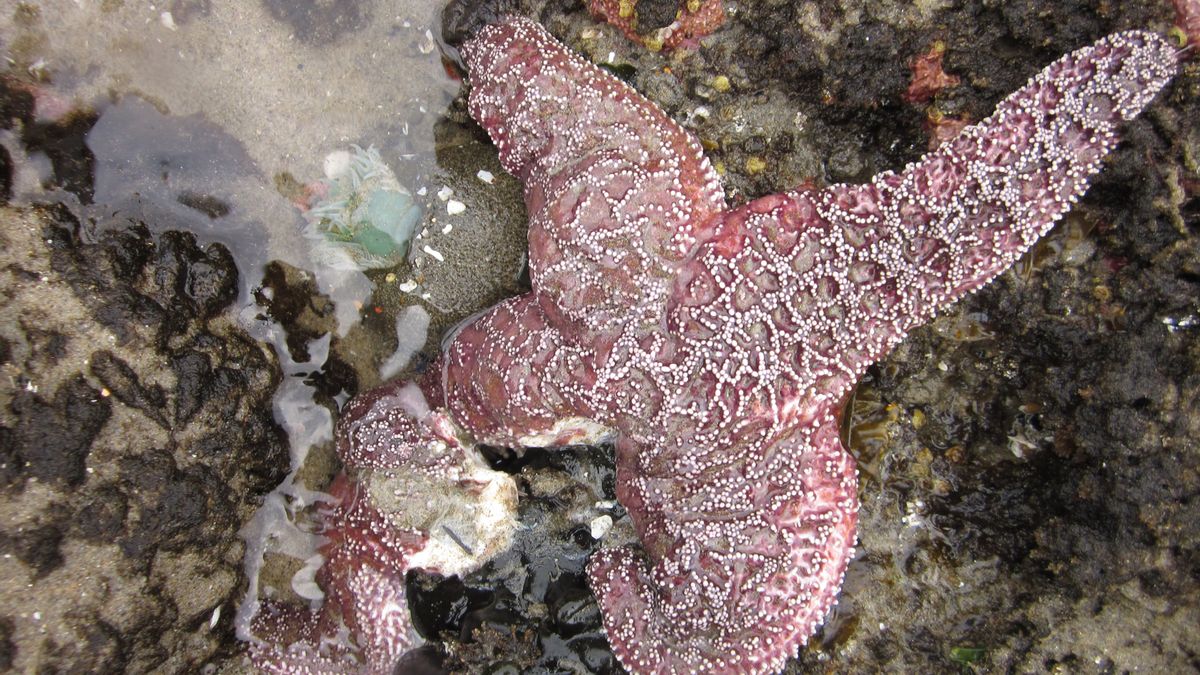 Scientists Finally Solve Mystery of Where Starfish Keep Their Heads