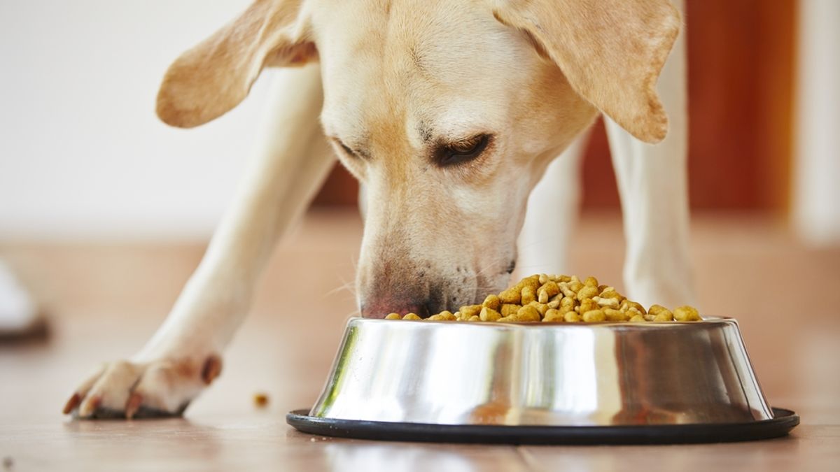 Lawsuit alleges Purina dog food is killing pets Salon