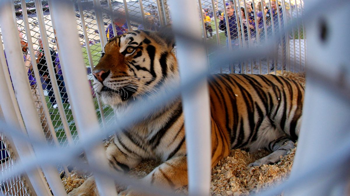 LSU advances, but are the TIGERS in TROUBLE?