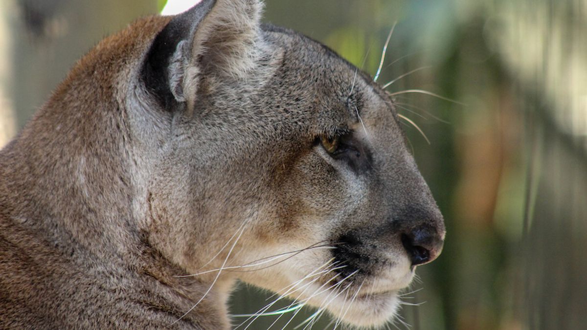 Eastern puma shop florida panther