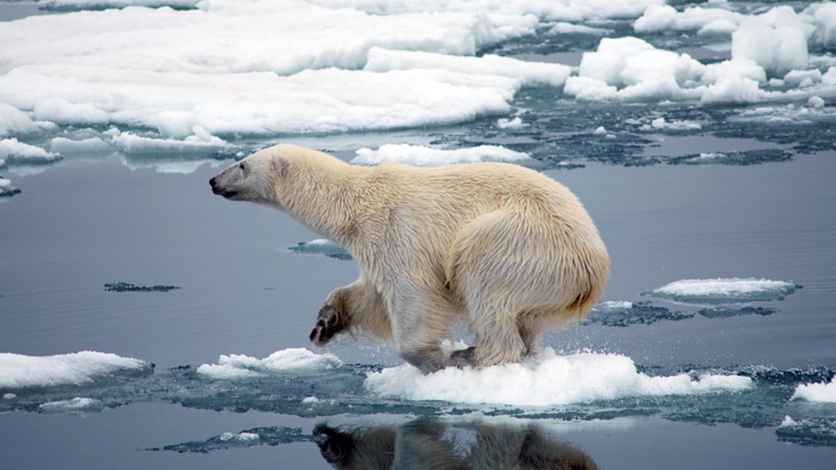 The poster child for climate change”: Study predicts polar bears will die off within 80 years | Salon.com