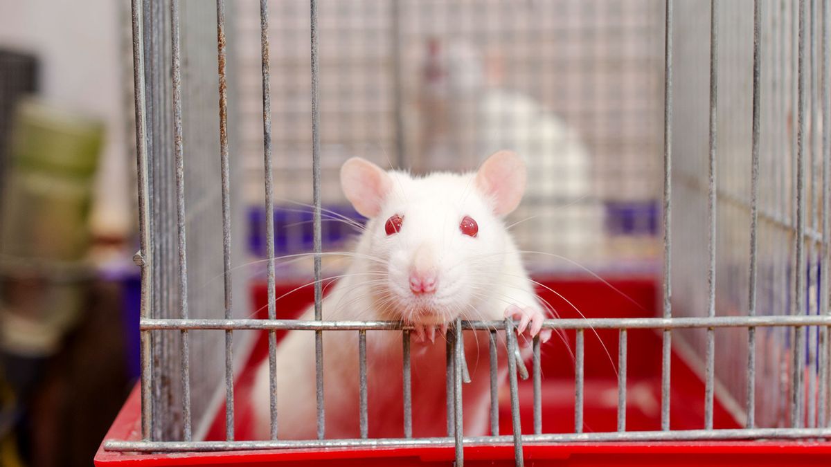 A study that attempts to count the number of rodents used in lab