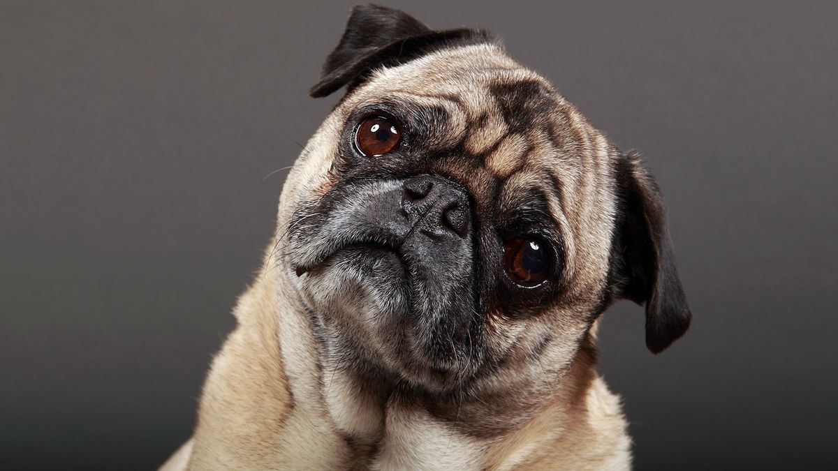Thanks to inbreeding, bulldogs and pugs may not exist much longer