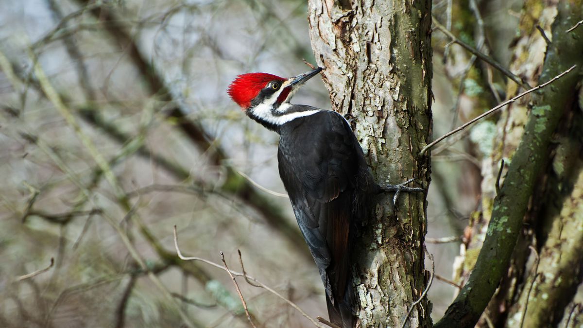 Scientists translated a bird's brainwaves into its song