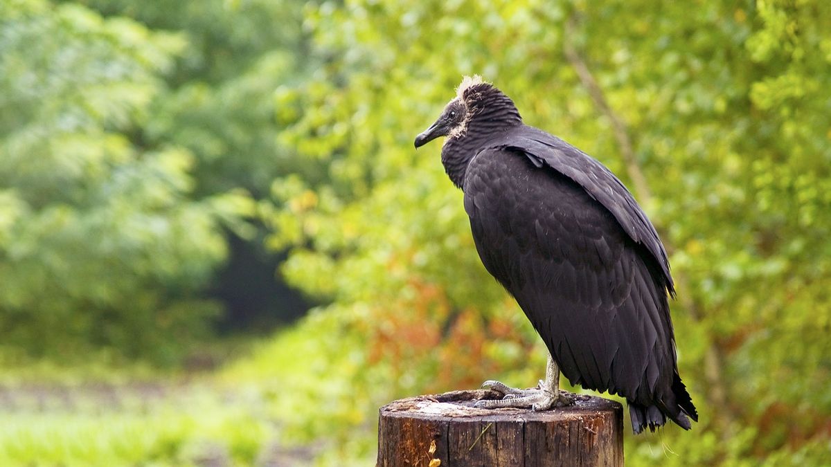 Valuable Vultures  Camden Agriculture & Natural Resources Updates