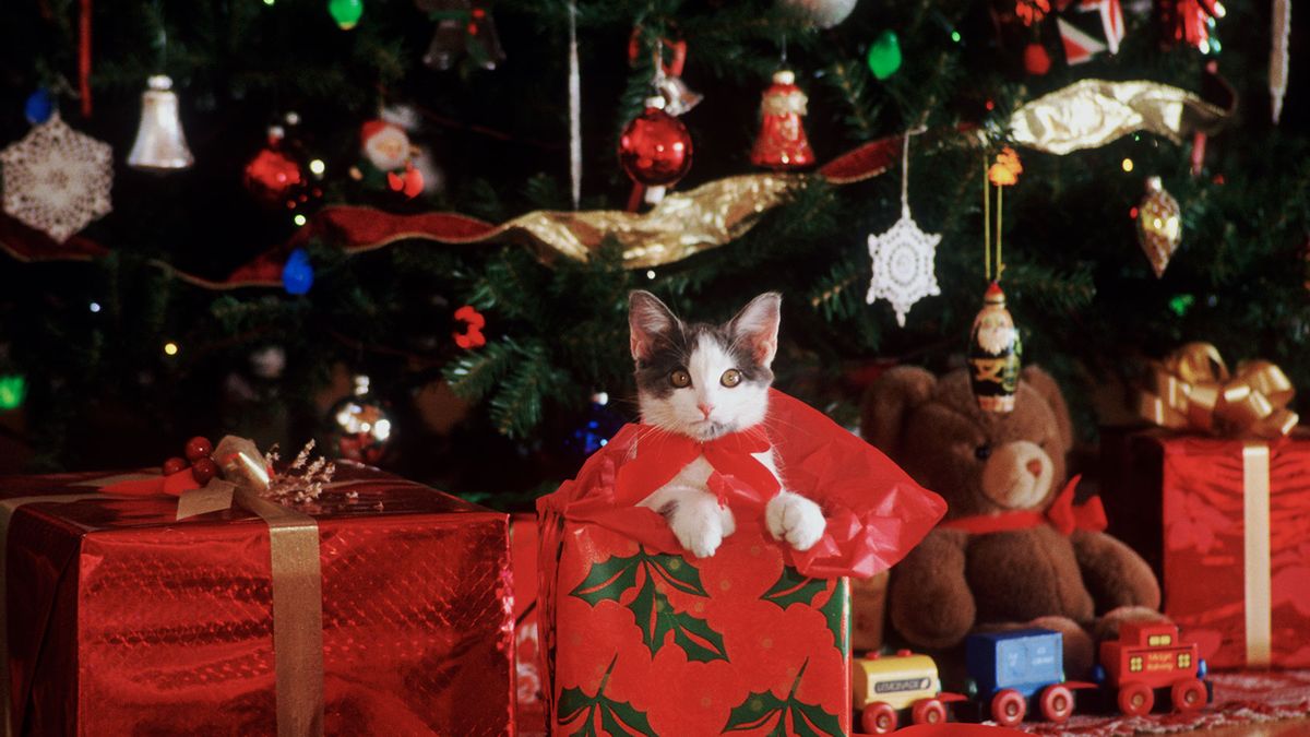 Cat attacking outlet christmas tree