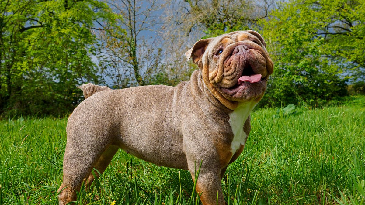 Thanks to inbreeding, bulldogs and pugs may not exist much longer, experts  say