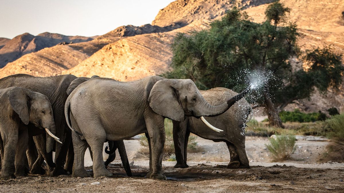 Secrets of the Elephants reveals their uncanny ability to grieve and  empathize