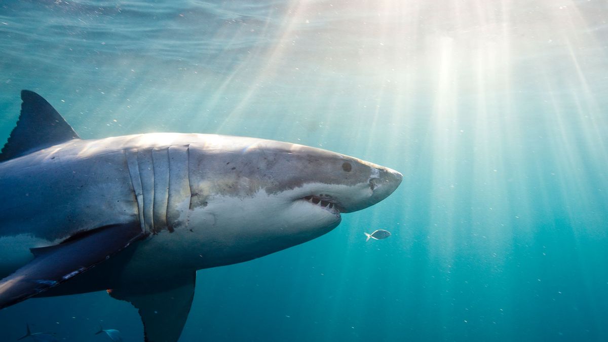 Californian swimmers are frequently amongst great white sharks, drone  research reveals