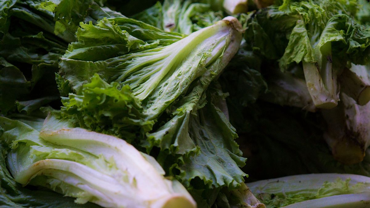 Get to Know These 9 Types of Mustard Greens - FoodPrint