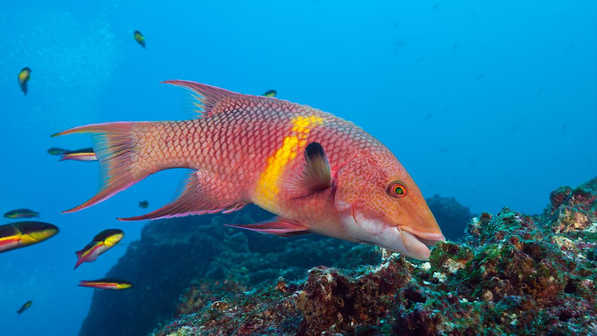 This fish changes its color like a chameleon. New research