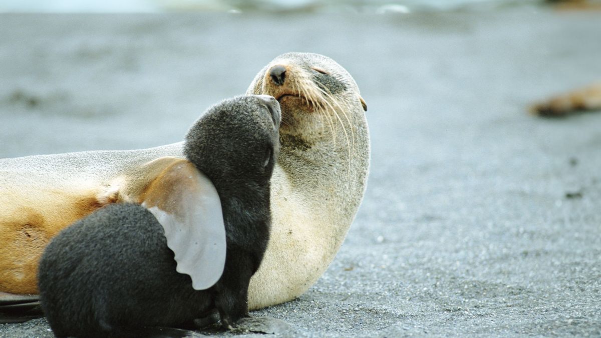 Fur seals are declining thanks to lack of food and climate change, study  finds