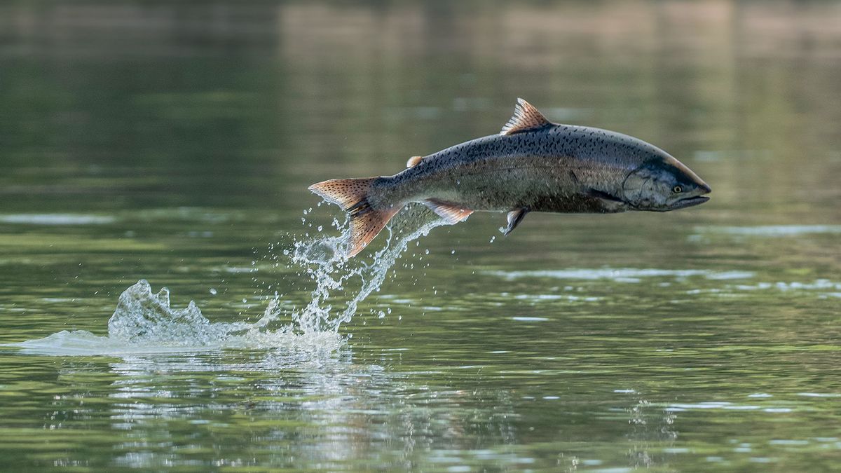 As salmon disappear, a battle over Alaska Native fishing rights heats