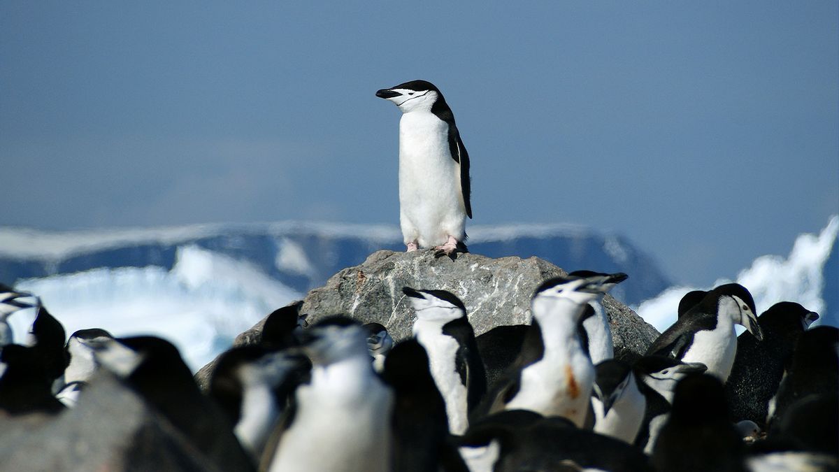 These nesting penguins nod off 10,000 times a day, for seconds at a time