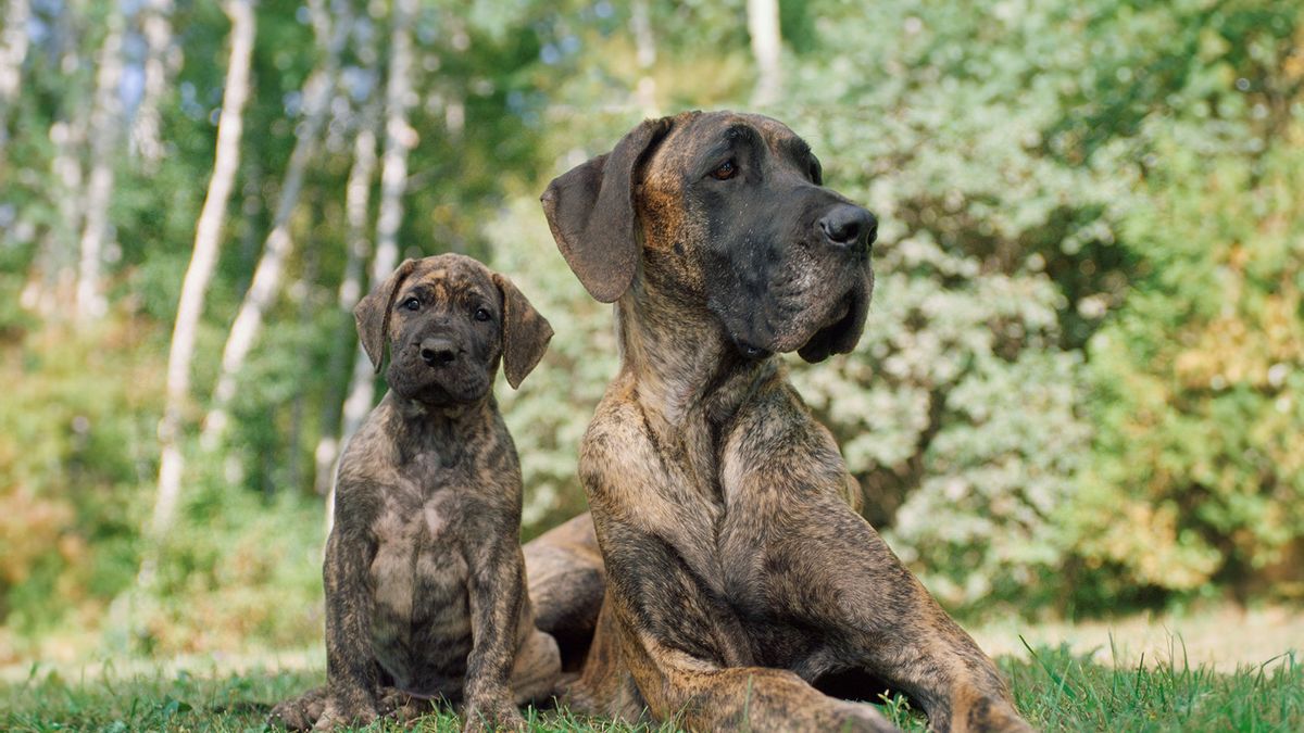 Great dane health testing 2025