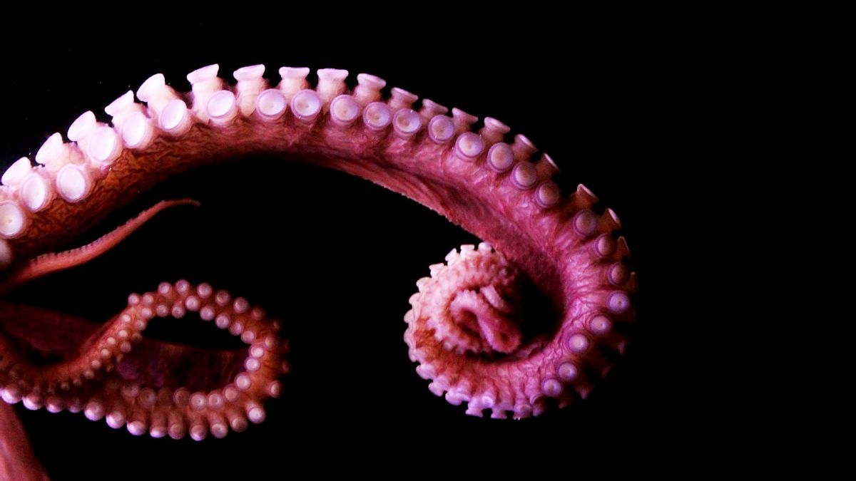 Octopus tentacle