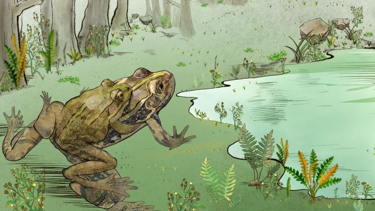 Frogs and Toads ( Read ), Biology