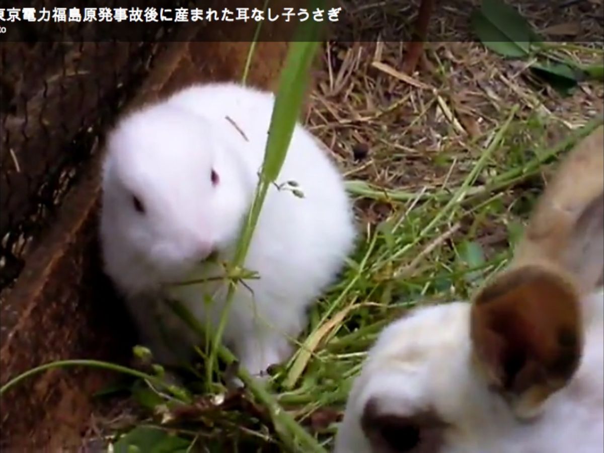 Fukushima S Mutant Earless Bunny Salon Com