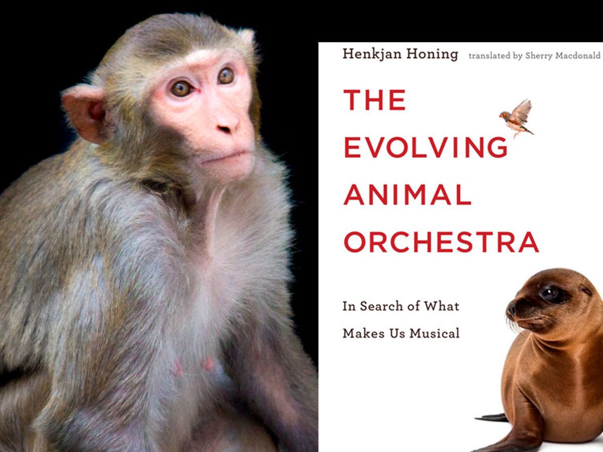 How Playing Music For Rhesus Monkeys Is Teaching Us About - 