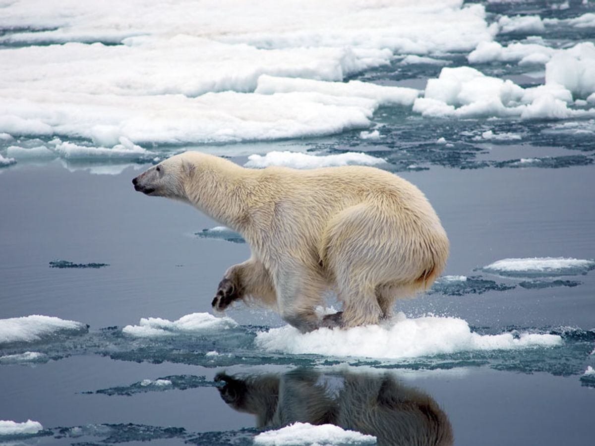 For threatened polar bears, the climate change diet is a losing proposition