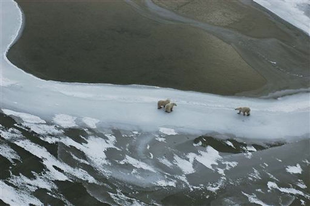 Polar Bear ( Ursus maritimus).  Hudson Bay, Canadian Arctic (Kike Calvo via AP Images) (Kike Calvo)