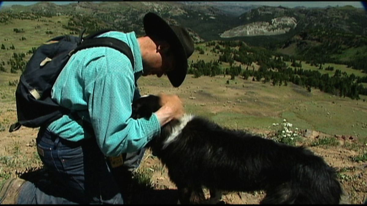 A still from the film Sweetgrass. Image Description: A man in a turquoise shirt and dark coloured Stetson hat embraces a black border collie. Green plains and tree-topped mountains are visible in the background of the image. 