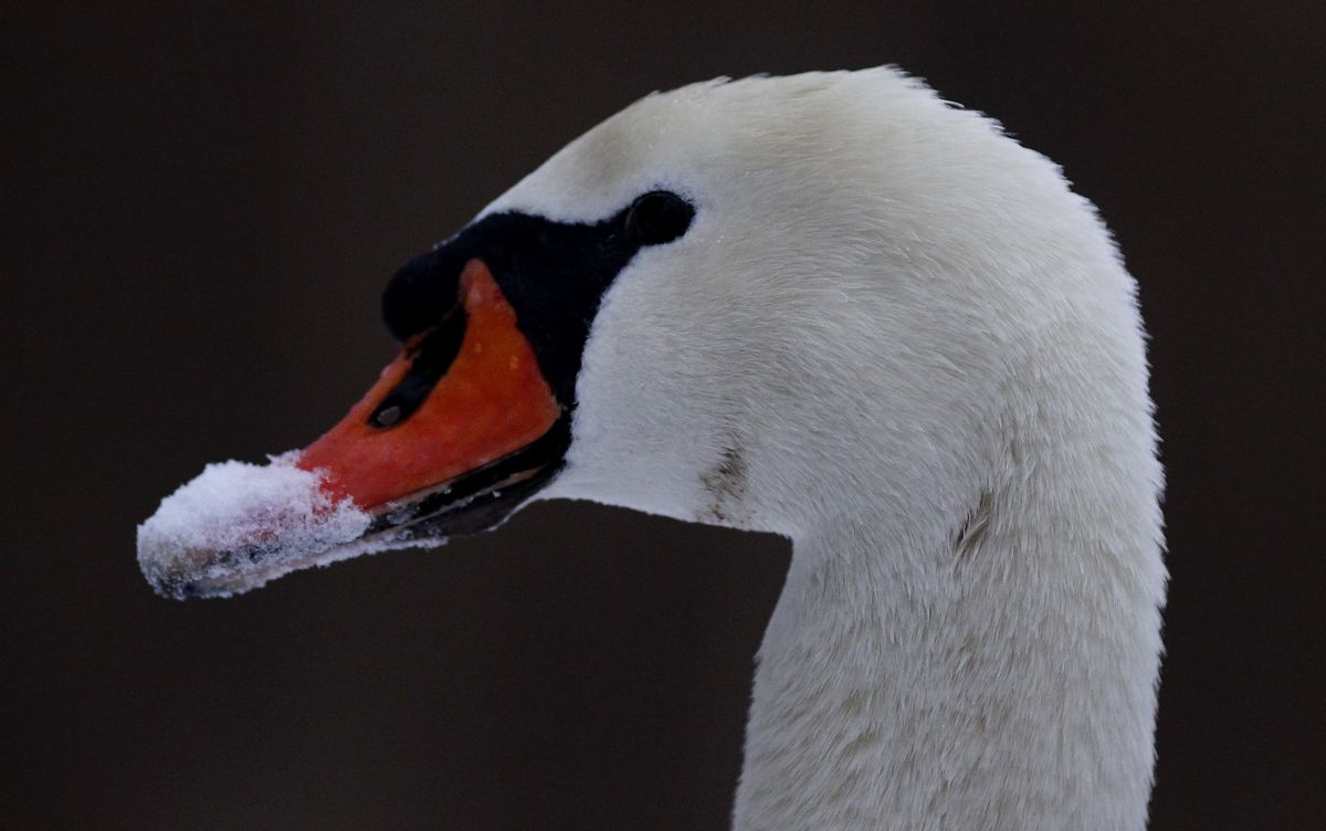 The beak of a swan is covered with snow on the embankment of river Main between Hanau and Frankfurt, January 9, 2010. The freezing weather gripping parts of Europe is showing no signs of easing, with warnings the big chill could continue through until next week.  REUTERS/Kai Pfaffenbach (GERMANY - Tags: SOCIETY ENVIRONMENT) (Reuters)