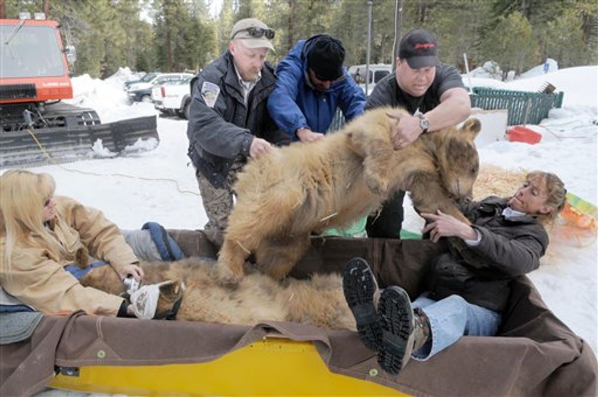In this March 17, 2010 photo, a yearling brown bear cub weighing close to 200 pounds is placed on the lap of Linda Sugasa, right, while Wendy Nelson cradles two others in a toboggan en route to their new home in the Marlette Lake area near Lake Tahoe, Nev. The cubs, triplets, were orphaned when their mother had to be put down.  (AP Photo/The Gazette Journal, Marilyn Newton) (AP)