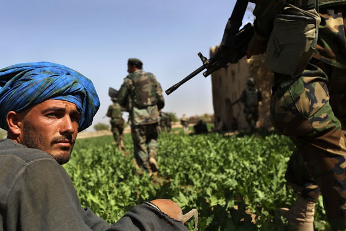 An opium poppy farmer watches as Afghan Army troops pass through his field shortly before a firefight broke out with Taliban insurgents on March 14, 2010, in Kandahar province, Afghanistan.
