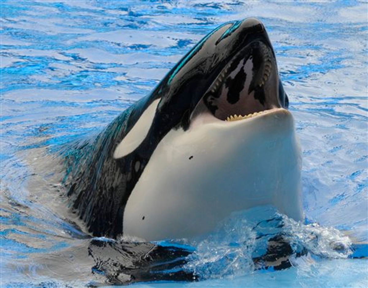 A killer whale raises its head out of the water Saturday, Feb. 27, 2010, during the first show since an orca killed a trainer at the SeaWorld theme park in Orlando, Fla. (AP Photo/Phelan M. Ebenhack, Pool)   (AP)