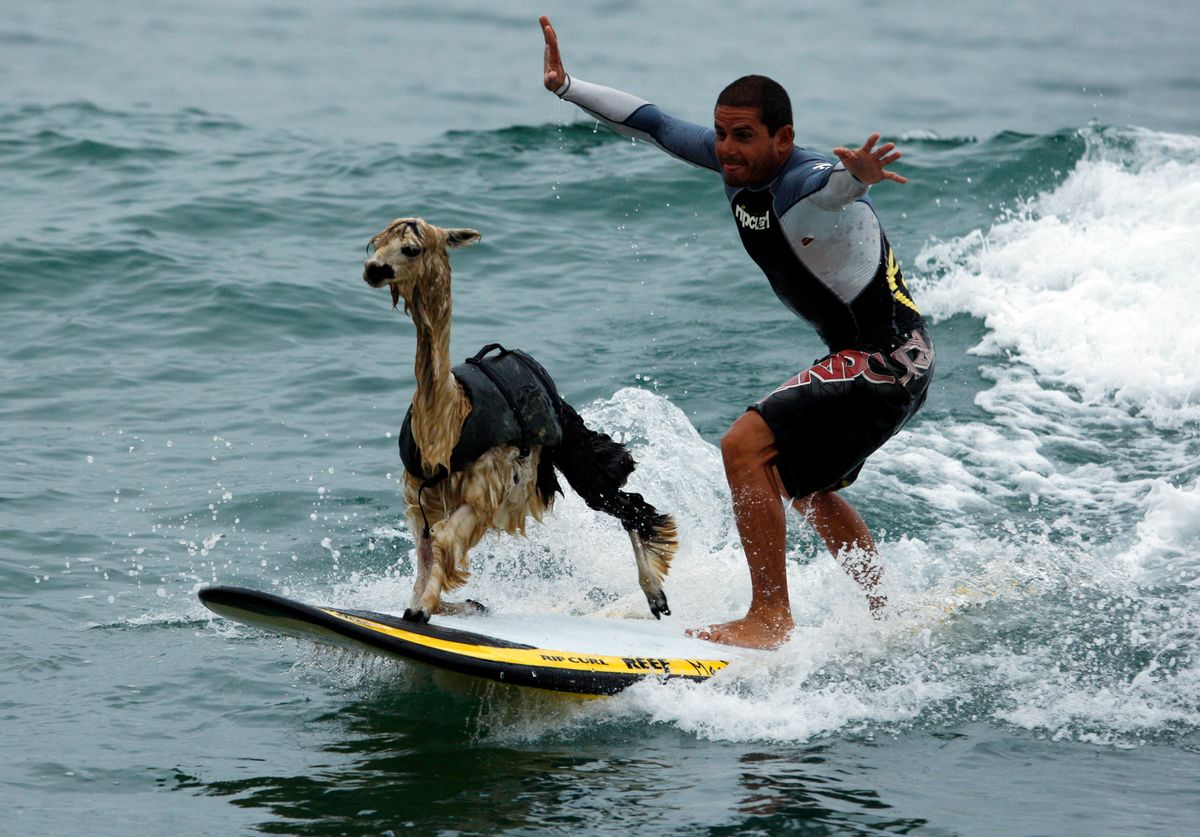 Peruvian surfer Domingo Pianezzi rides a wave with his alpaca Pisco at San Bartolo beach in Lima March 16, 2010. Pianezzi has spent a decade training dogs to ride the nose of his board when he catches waves, and now he is the first to do so with an alpaca. 
 REUTERS/Pilar Olivares   (PERU - Tags: ANIMALS SOCIETY SPORT IMAGES OF THE DAY) (Reuters)