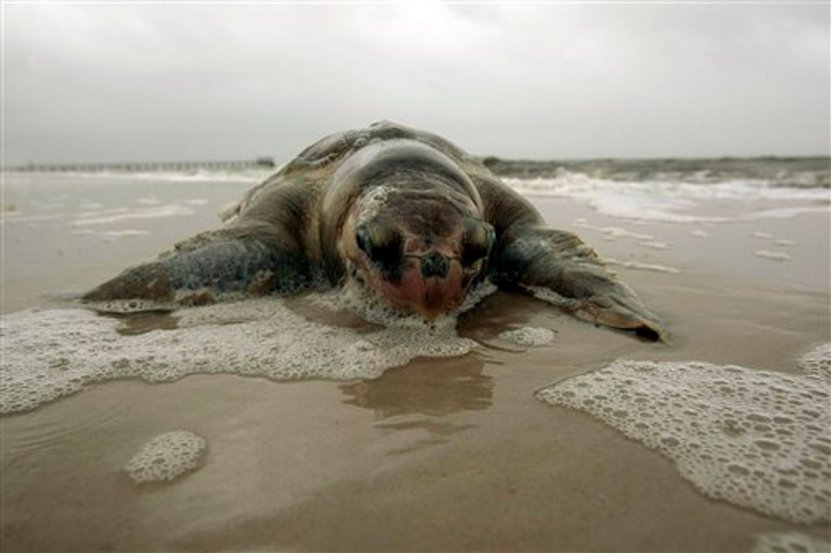 A dead sea turtle lies on the beach in Pass Christian, Miss., Sunday, May 2, 2010. Researchers from the Institute of Marine Mammal Sciences from Gulfport, Miss., collected the turtles and will examine them to determine the cause of death. (AP Photo/Dave Martin)   (AP)