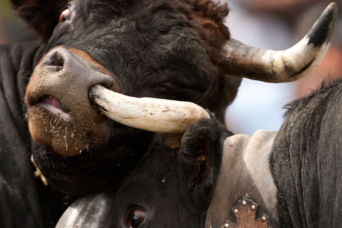 Племенной бык с кольцом в носу