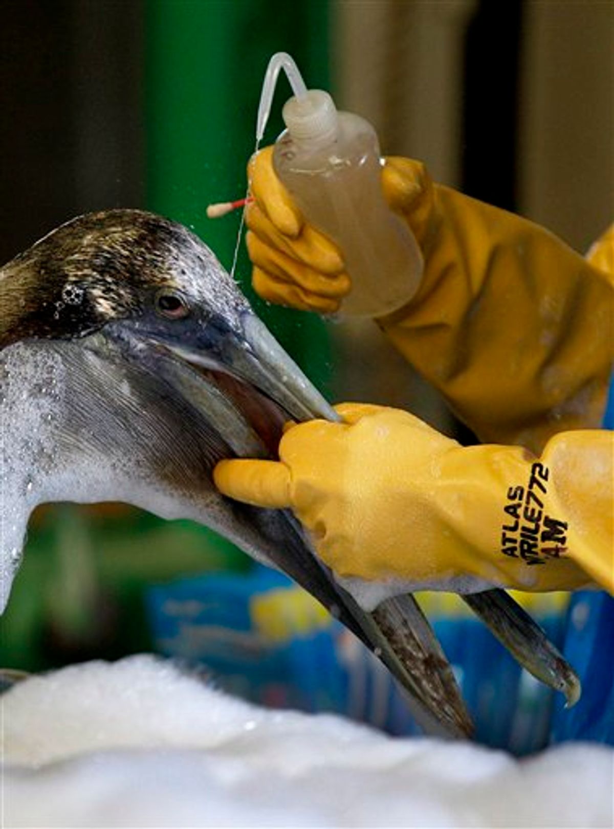 A Brown Pelican is cleaned Saturday, May 15, 2010 at the Fort Jackson Wildlife Rehabilitation Center at Buras, La. The bird was rescued after being exposed  in an oil spill in the Gulf of Mexico caused by the explosion of BP's Deepwater Horizon oil platform more than three weeks ago. (AP Photo/Charlie Riedel) (AP)