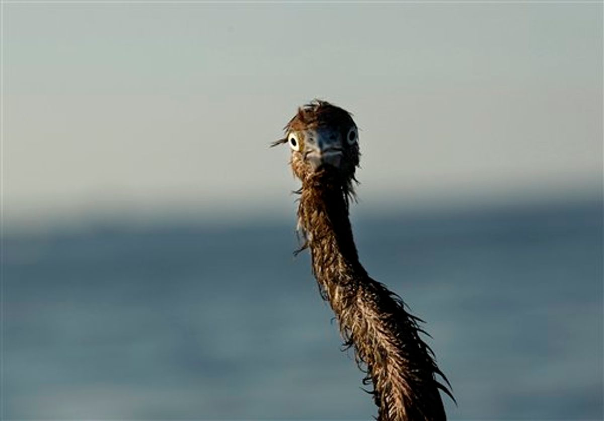 A heavily-oiled bird is seen after being rescued from the waters of Barataria Bay, which are laden with oil from the Deepwater Horizon spill, in Plaquemines Parish, La., Saturday, June 26, 2010. (AP Photo/Gerald Herbert) (AP)