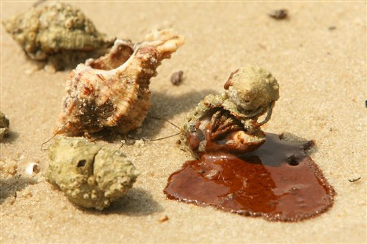 Hermit crabs covered in reddish-brown oil are shown on the coast at Dauphin Island, Ala., Tuesday, June 1, 2010. (AP Photo/Mobile Press-Register, John David Mercer)  NO SALES; MAGS OUT (AP)