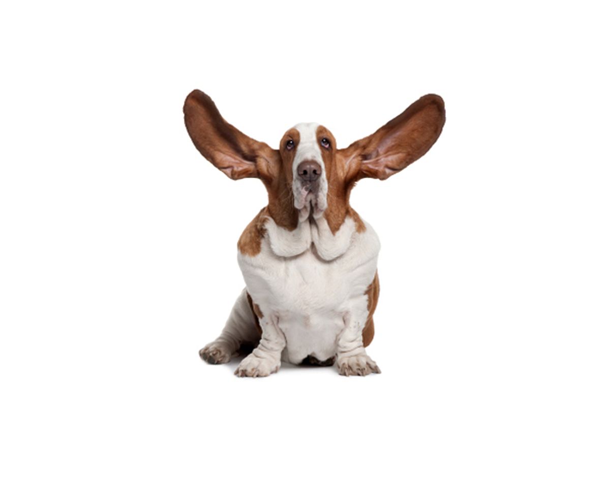 Basset Hound with ears up, 2 years old, sitting in front of white background (Eric IsselÅ½e)