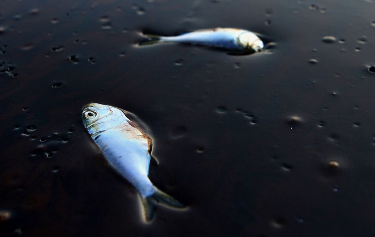 Poggy fish lie dead stuck in oil in Bay Jimmy near Port Sulpher, Louisiana June 20, 2010.  The BP oil spill has been called one of the largest environmental disasters in American history. REUTERS/Sean Gardner (UNITED STATES - Tags: DISASTER ENVIRONMENT ENERGY ANIMALS BUSINESS)                    (Â© Sean Gardner / Reuters)