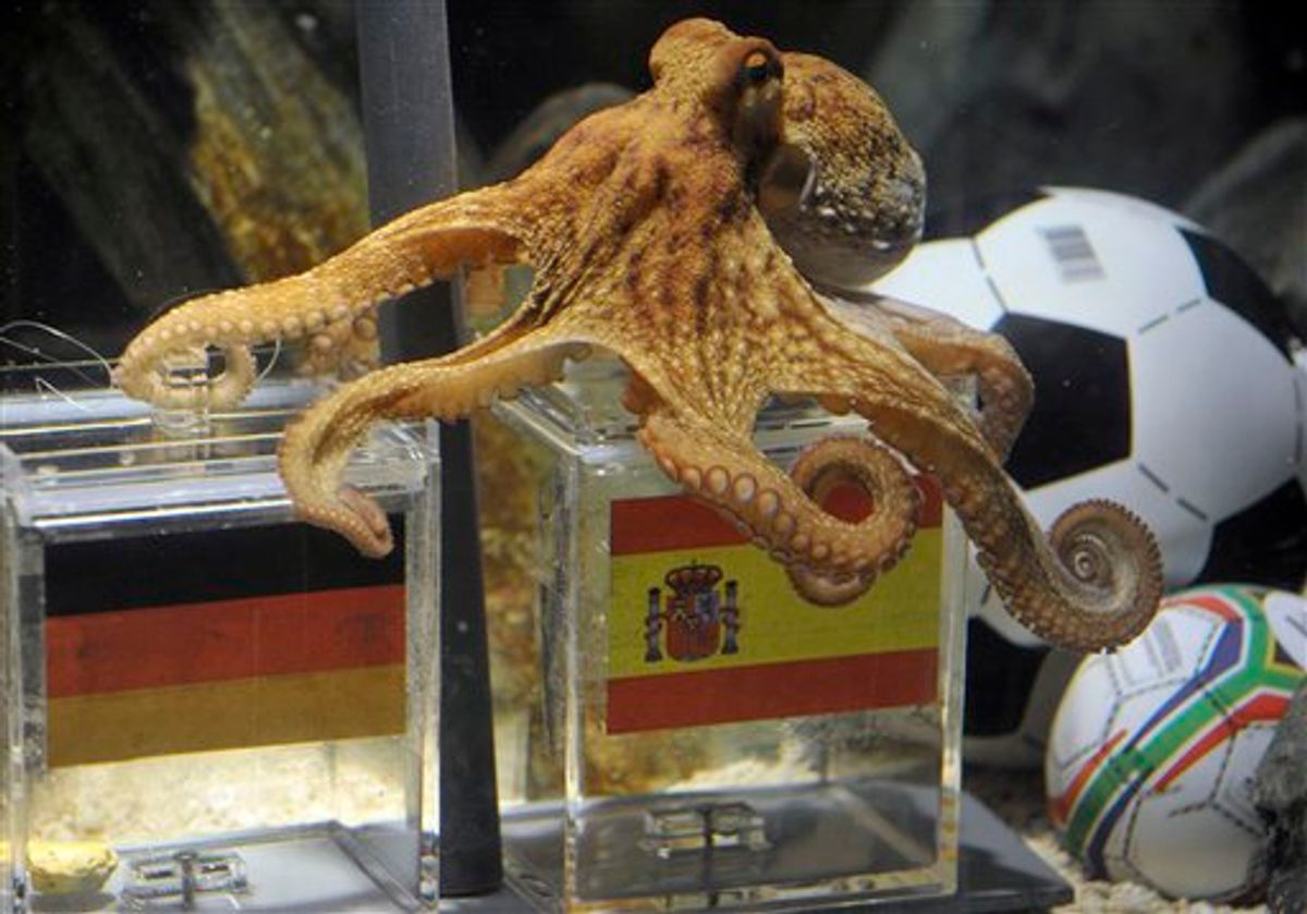 Octopus Paul fixes the spanish box during his oracel for the semifinal match at the World Cup in South Africa between Germany and Spain in the SeaLife Aquarium in Oberhausen, Germany, Tuesday, July 6, 2010. Paul predicted all German matches during the World Cup 100 procent right. Octopus oracle Paul is predicting Germany will be defeated by Spain at the World Cup semifinal.  Sea Life Aquarium's spokesman Daniel Fey said Tuesday that the famous mollusk from Oberhausen chose a mussel from a glass tank marked with a Spanish flag, while ignoring the tank marked with the German colors - indicating a Spanish victory in Wednesday's semifinal. (AP Photo/dapd/Mark Keppler) (AP)