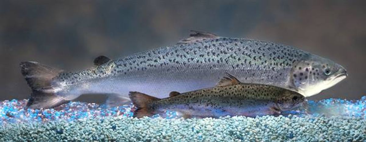 One of AquaBounty's genetically modified salmon compared with a wild salmon of the same age 