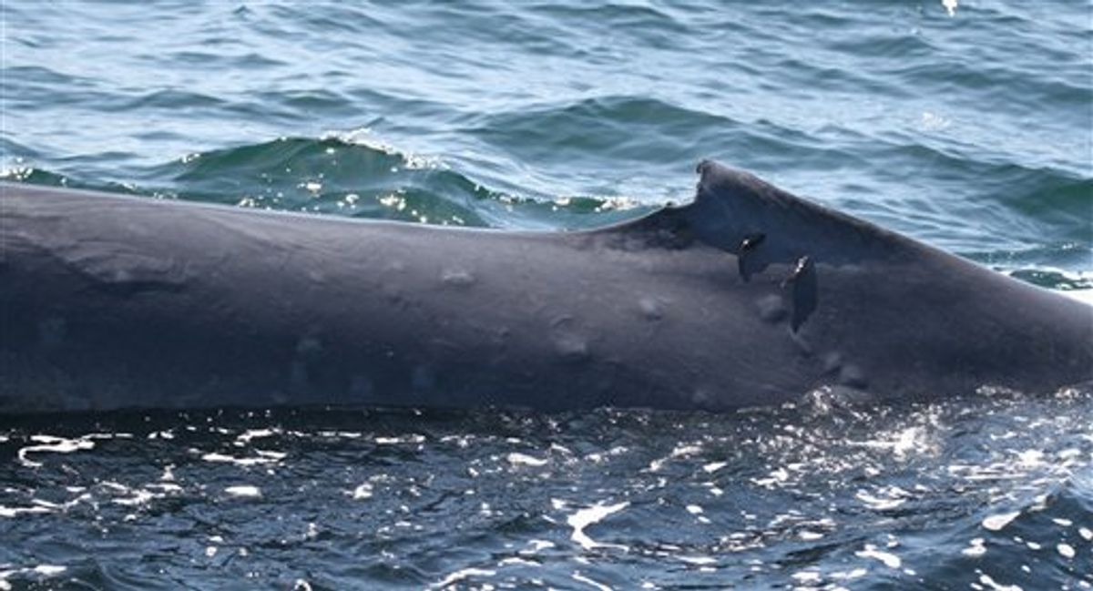 Scientists say radiation leaving whales sunburned | Salon.com