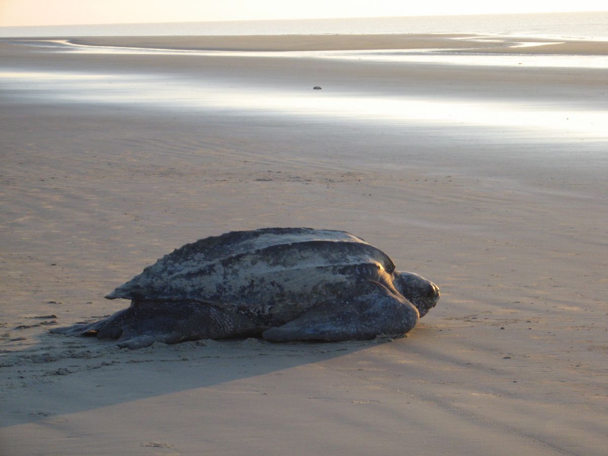 A leatherback turtle   (Mark Dodd / Wildlife Resources Division, State of Georgia)