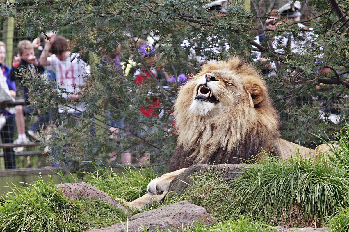 Lion held in captivity at the <a href="http://en.wikipedia.org/wiki/File:Lion_-_melbourne_zoo.jpg">Melbourne Zoo</a>.