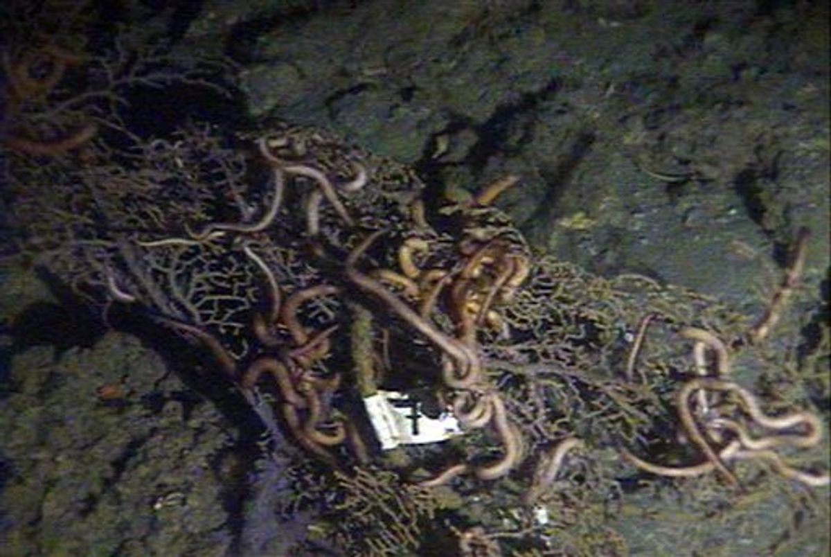 This Dec. 1, 2010 photo provided by the University of Georgia, made from the submarine Alvin, shows dead brittle stars on a still-damaged sea floor about 10 miles north of the BP oil rig accident. Brittle stars are normally bright orange and tightly wrapped around corals, but these were white and loose. We consistently saw dead fauna (animals) at all these sites, said Marine biologist Samantha Joye of the University of Georgia. Its likely theres a fairly large area impacted, she said. (AP Photo/University of Georgia, Samantha Joye) NO SALES (AP)