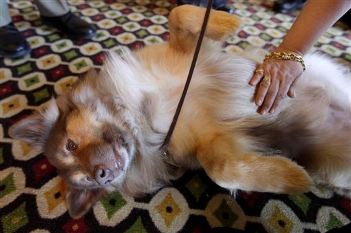 Kaffi, an Icelandic Sheepdog, enjoys a belly rub during a news conference to introduce the new dog breeds ahead of the 135th Annual Westminster Kennel Club dog show, Thursday, Feb. 10, 2011 in New York. The dog show runs Feb. 14-15 at Madison Square Garden in New York. (AP Photo) (AP)