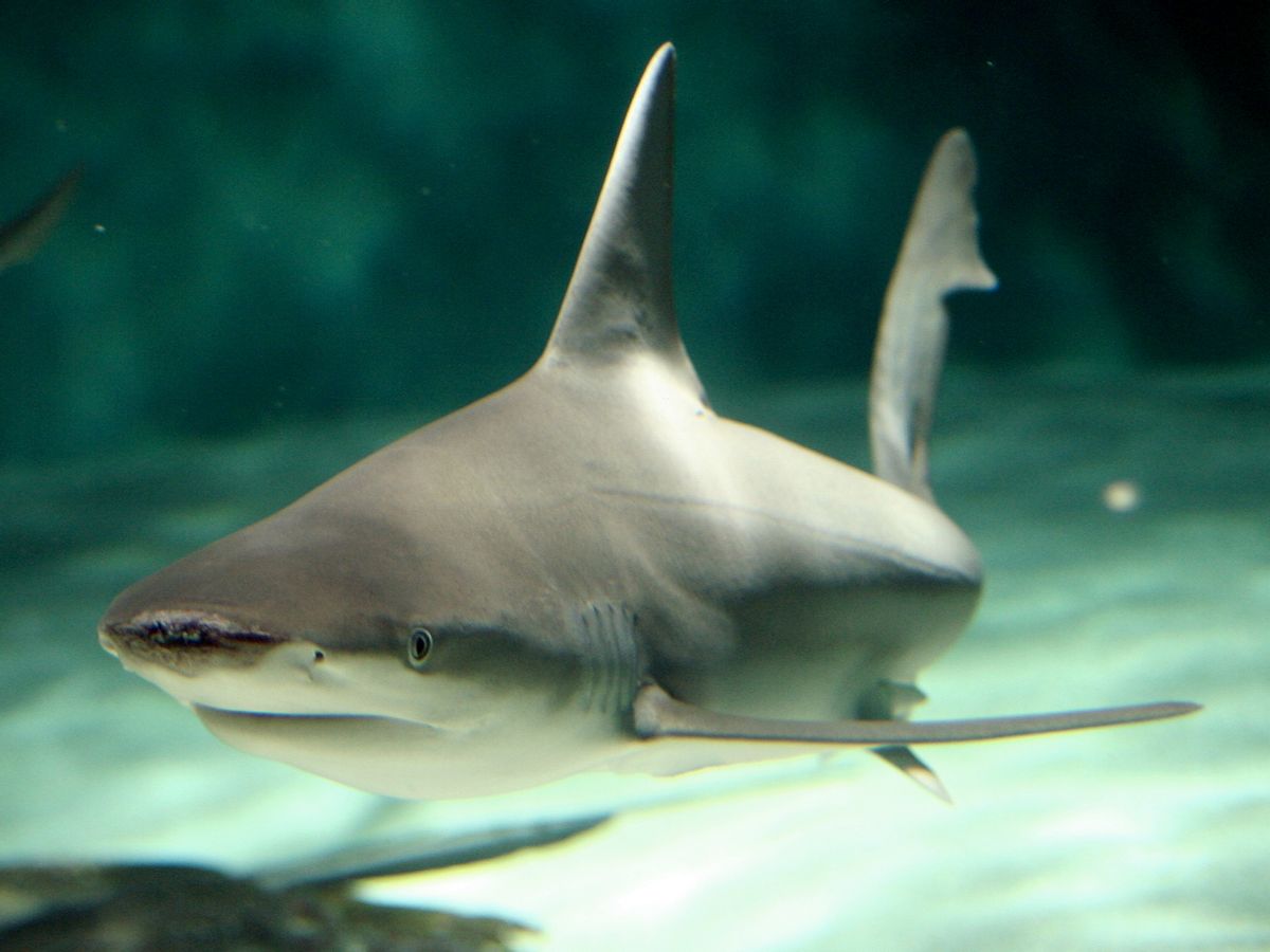Sandbar shark, one of the preferred species for fins 