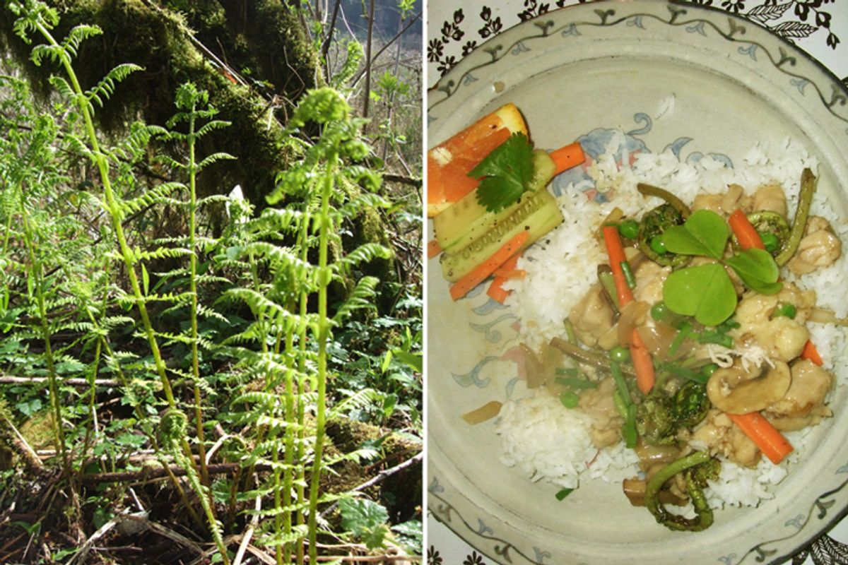 Fiddleheads near the author's Oregon home, and the stir-fry she made with them. 